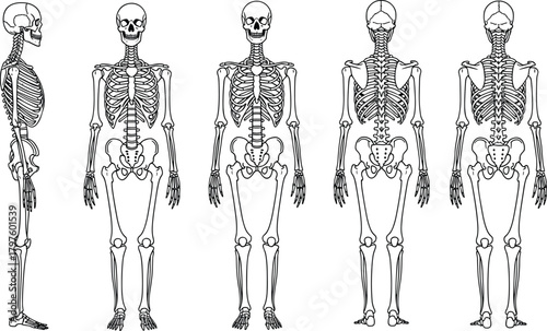 Detailed human skeleton illustration showing multiple anatomical views, medical diagram style, educational reference chart, black and white bone structure artwork
