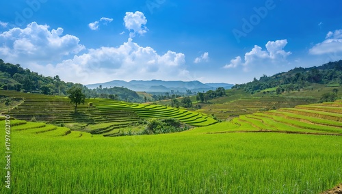 Simple Rice Field Vector Il...