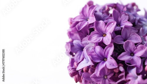 Close-up of purple lilac fl...