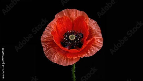 Poppy Flower Set Against a ...