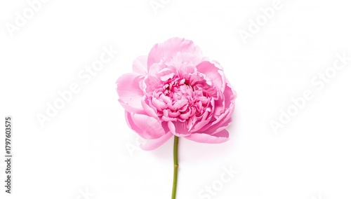 Pink peony flower on a whit...