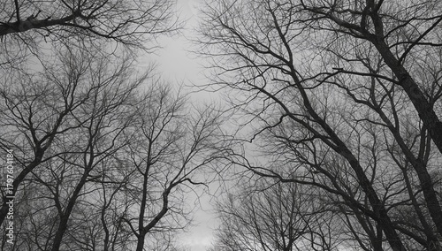 Trees without leaves during...