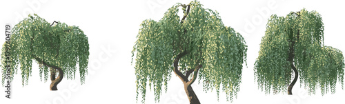Weeping willow tree illustration set with soft sunlight shading, natural landscape elements, detailed green foliage, outdoor garden vegetation, botanical nature design graphics