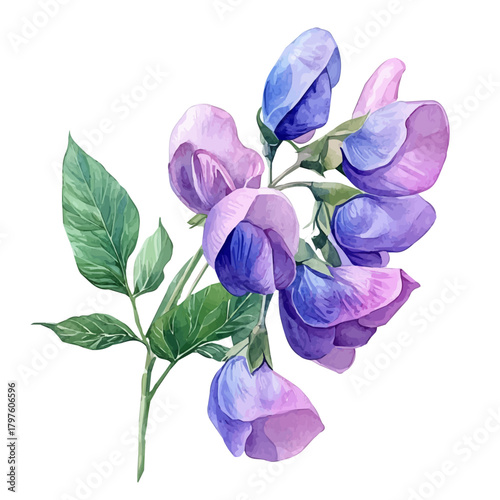 watercolor of Garden Pea Flower, vector, isolated on a white background.