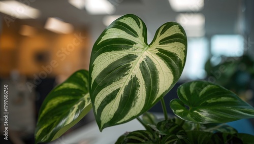 Philodendron ornamental pla...