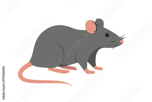 Common gray house rat standing in profile view isolated on a clean white background