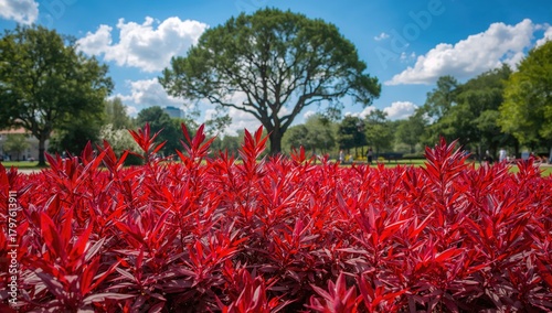 Red foliage in a park setti...