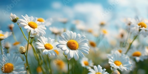 Fototapeta Naklejka Na Ścianę i Meble -  A field of white daisy flowers blooming in the sunshine against a blue sky on a summer day