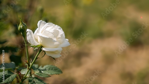 White rose, symbol of purit...