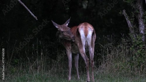 Adult specimen of female deer, grazing grass on the prairie in an open country area. Wild deer in the wild.