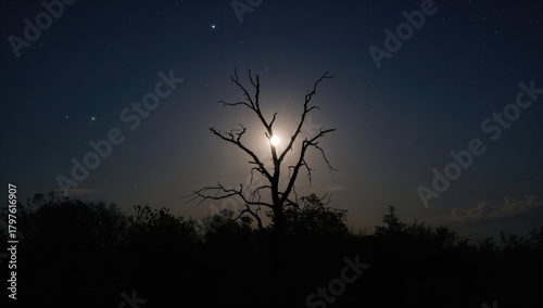 Nighttime landscape featuri...