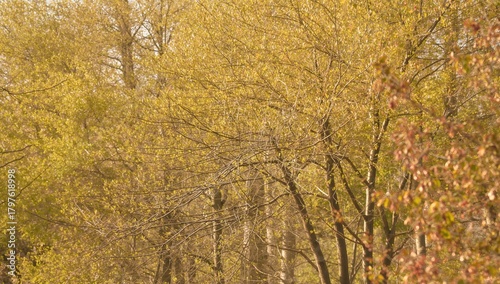Trees Captured During Sprin...