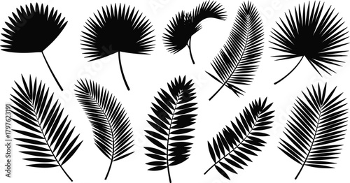 PrintTropical palm leaf silhouette collection featuring detailed botanical fronds for nature design, exotic foliage decoration, creative artwork, printing and branding projects
