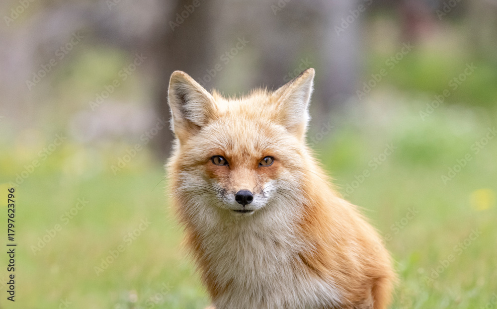 Fototapeta premium Red fox