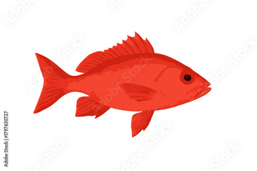 Bright red tropical fish swimming sideways isolated on a clean white background