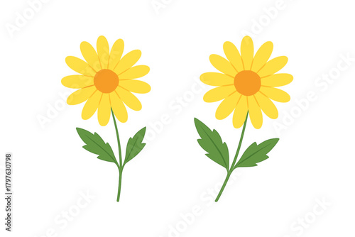 Pair of bright yellow daisy flowers with green stems and leaves on white background