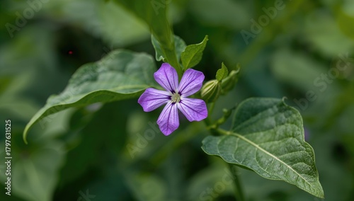 A violet bean blossom. Beans are highly nutritious with abundant vitamins. These purple Goya beans measure 10-15 cm, featuring broad leaves and flowers that are pale purple and creamy white.