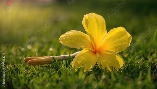 Yellow Frangipani Impala Li...