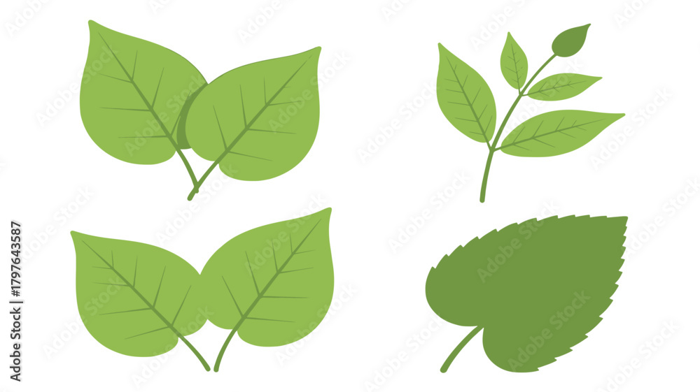 Fototapeta premium Set of green leaf illustrations simple vector design elements isolated on white background