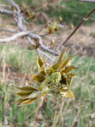 Close of up tree leaves and buds