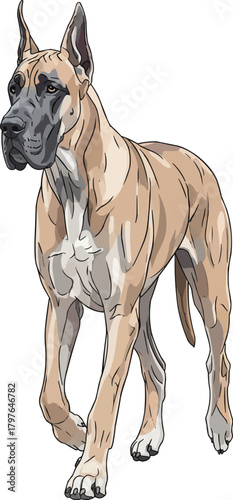 Great Dane dog walking forward cute vector illustration