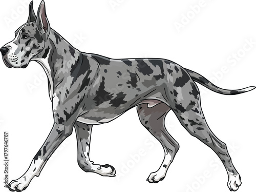 Great Dane dog trotting walking side view vector illustration
