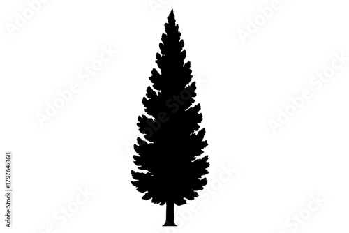 Black silhouette of a tall evergreen coniferous tree isolated on a white background