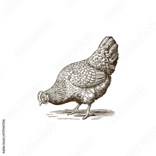 Vintage engraving woodcut hen vector illustration art design