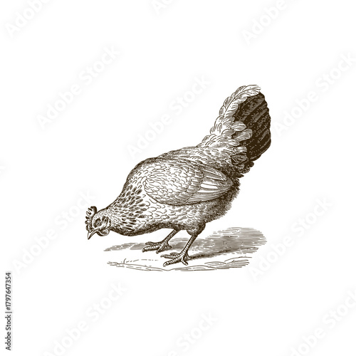 Vintage engraving woodcut hen vector illustration art design