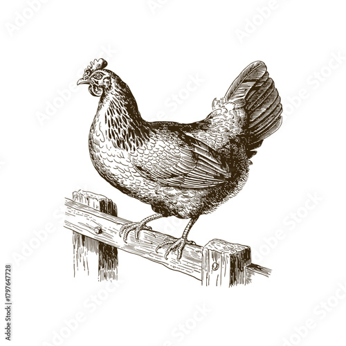 Vintage engraving woodcut hen vector illustration art design