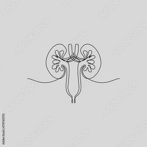 A clean, continuous line drawing of the human kidneys, ureters, and main blood vessels. This minimalist anatomical illustration is perfect for medical, educational, urology, or wellness projects.