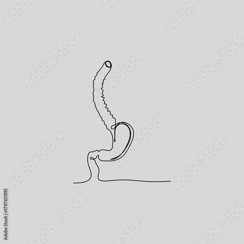 A single continuous line drawing of the human esophagus, stomach, and duodenum. This minimalist anatomical illustration is perfect for medical, educational, or wellness-related projects.