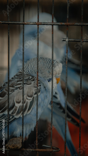 Close-up of sleeping blue budgerigar or melopsittacus undulatus behind cage bars at a pet shop, showcasing its cuteness and docile nature
