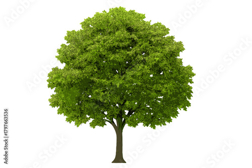 Vibrant green summer tree with full canopy and brown trunk on white backdrop