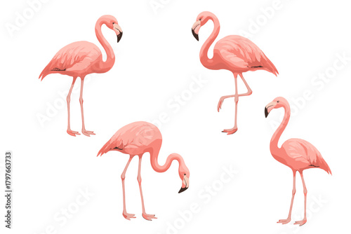 Group of pink flamingos standing and feeding, exotic tropical birds isolated on white