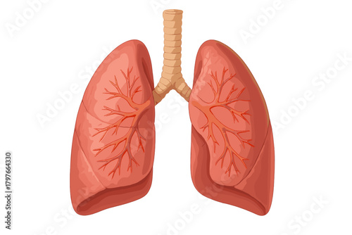 Anatomical representation of human respiratory system, including lungs, trachea, and bronchi