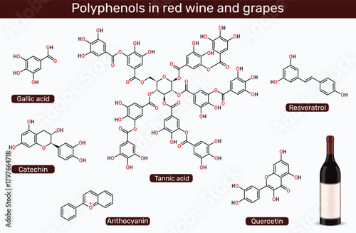 Polyphenols in red wine and grapes. Molecules of resveratrol, catechin, gallic acid, tannic acid, quercetin, and anthocyanin. Vector illustration