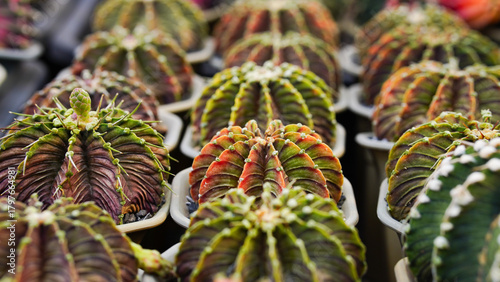 Photography Group of Gymnocalycium variegated cactus collecting in greenhouse
