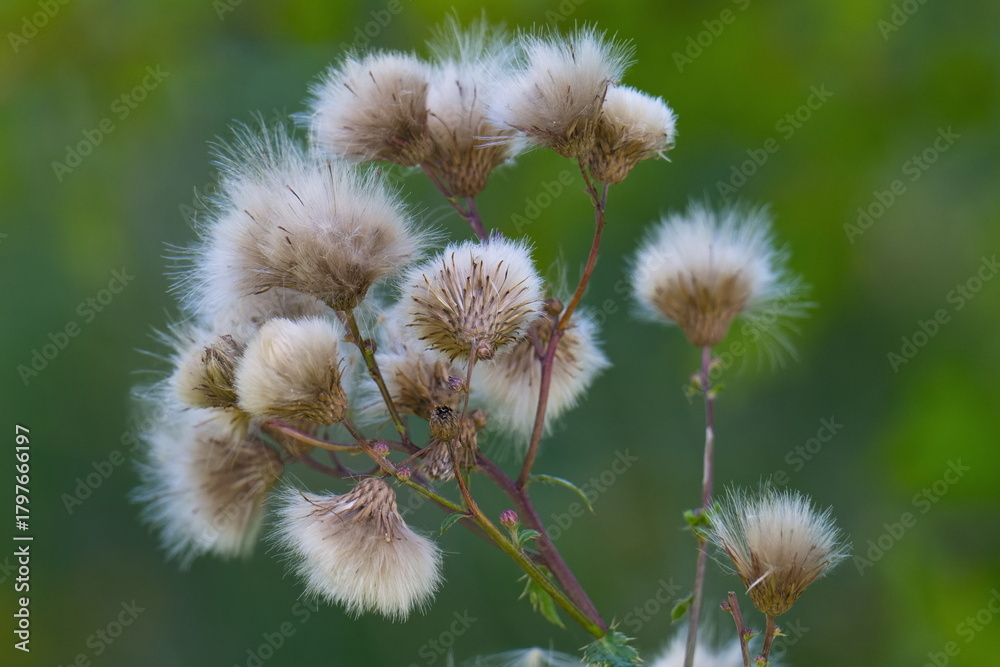 Obraz premium Samen der Acker-Kratzdistel