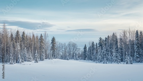 Fototapeta Naklejka Na Ścianę i Meble -  Winter forest landscape featuring snow-covered pine trees and sea, seasonal change