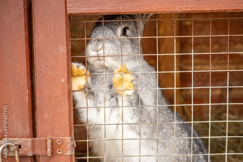 Gray rabbit standing on hind legs behind cage bars. Cute bunny in a wooden hutch looking out with paws on the mesh fence.