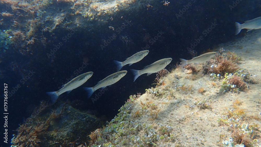 Fototapeta premium Golden grey mullet (Chelon auratus) undersea, Ligurian Sea, Italy, Imperia