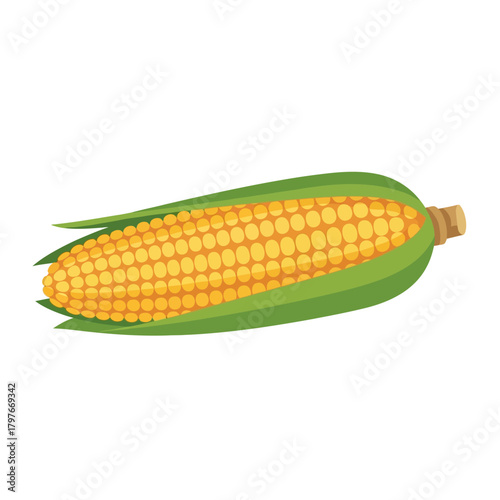 A single ear of fresh yellow corn with green husks.