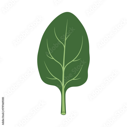A single green spinach leaf with visible veins and stem.