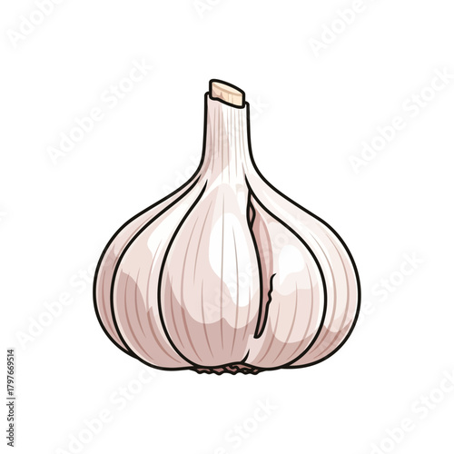 Fresh garlic bulb isolated on white background showing detailed cloves.