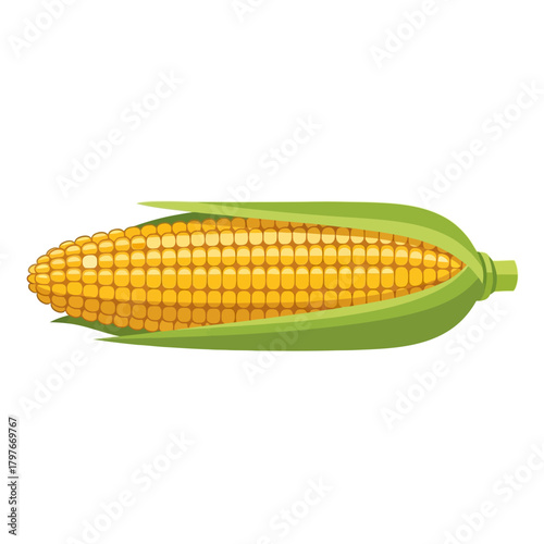 Fresh ripe ear of corn with green husk vector illustration.