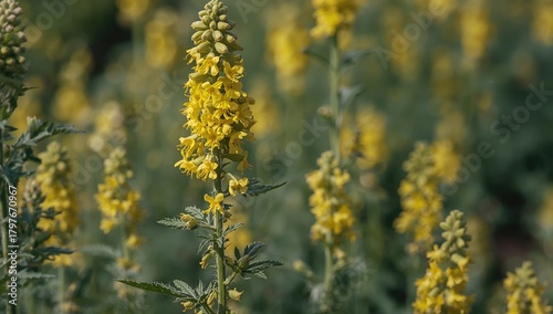 Rapeseed Brassica napus, a vibrant yellow flowering plant known for its oil-rich seeds, highlighting beneficial protein-rich meal potential