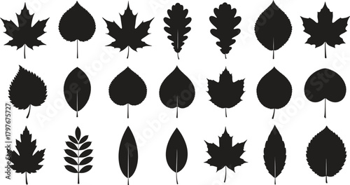 Collection of Various Leaf Silhouettes Depicting Different Tree Species