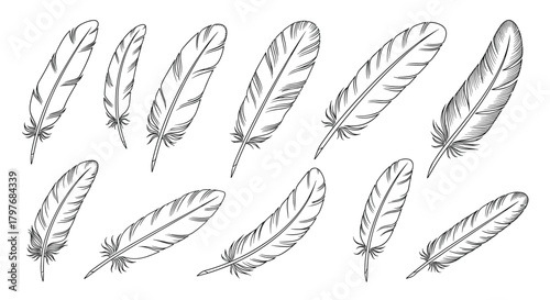 A collection of hand-drawn bird feathers in a vintage sketch style, illustrating various shapes and sizes on a clean white background.