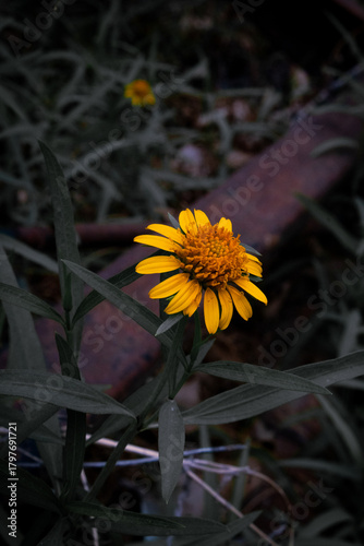 Fotografi Girasoles en la penumbra